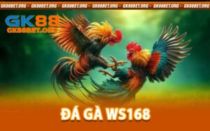 Đá Gà WS168